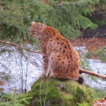 Lynx in the national park
